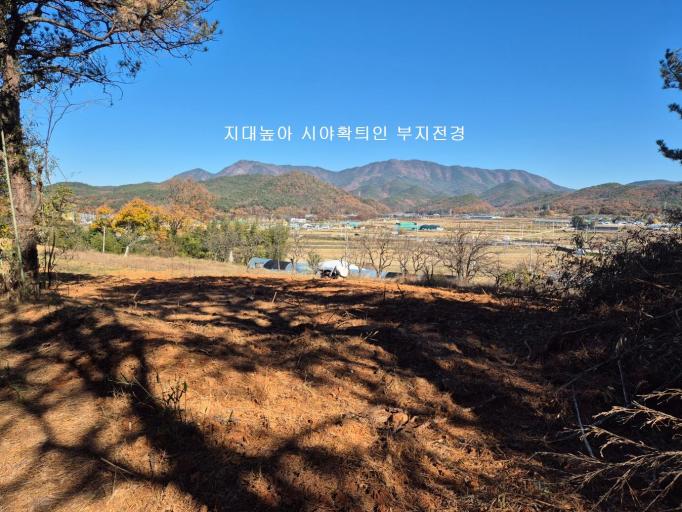 �ָ� �����簡 �ٶ��̴� ����ǳ��